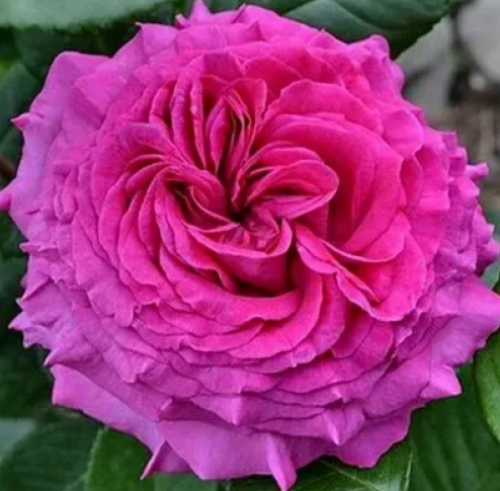 Шартрез де Парм (Chartreuse de Parme Parme)